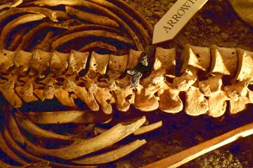 A close-up picture of the ballista bolt embedded in the spine of a defender of Maiden Castle against the Romans under Vespasian.