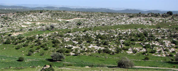 A view of part of the ditch which surrounds the hill of Tel es-Safi. If you look at the Google Earth reference above, you can make out the ditch on the eastern side of the site.