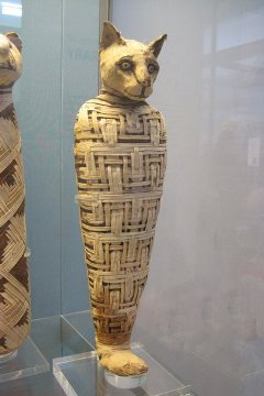 A mummified cat