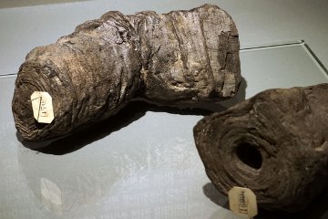 Carbonised scrolls