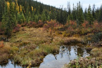 A peat bog