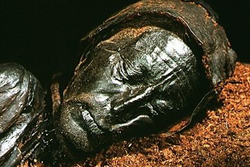Tollund Man